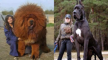 Dogs That Can Kill You in Seconds: Most Dangerous Breeds