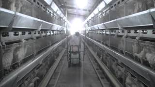 Mist sprayer in poultry house short