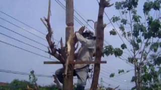 Thailand Lumberjacks