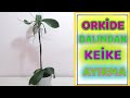 Yavru Orkide Oluşturma,Orkide Ayırma,Orkide Çoğaltma,Keiki Nasıl Ayrılır,Keiki,How to Remove Keiki