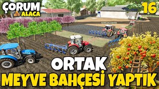 MAHALLE MEYDANINA ORTAK MEYVE BAHÇESİ YAPTIK / RAGNAR PERT OLMUŞ FIAT 640 ALDI #çorumalacarp #fs22