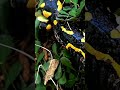 Fire Salamander