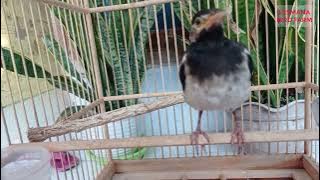 How to Choose a Promising Male Jalak Suren Chick