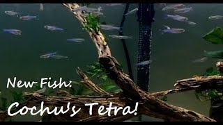 Cochu's Blue Tetra Spotlight and New Rainbows!