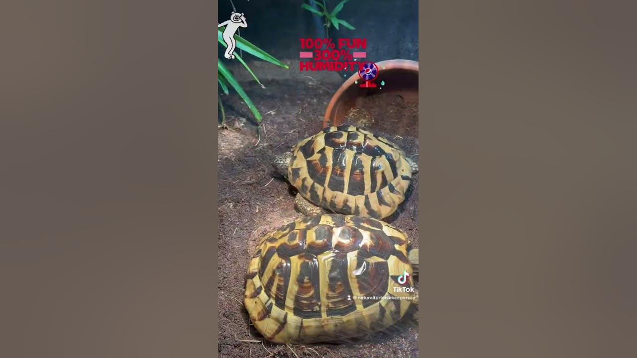 Best way to raise humidity for your tortoise YouTube