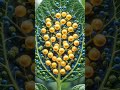 पौधों में जल का परिवहन कैसे होता हैं जाइलेम का कार्य/ function of xylum tissue इन प्लांट्स
