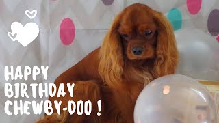 VLOG : Joyeux Anniversaire, Chewby-Doo // Cavalier King Charles by AndyWho11th 98 views 3 years ago 3 minutes, 57 seconds