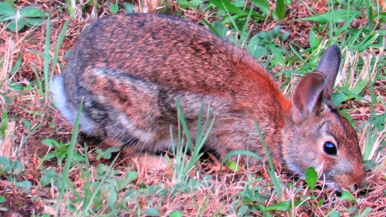 Squirrel And Rabbit Baby Baby Rabbit and Mother Squirrel Updates - YouTube