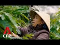 Vietnam’s coffee farmers brace for compliance challenges under new EU deforestation laws