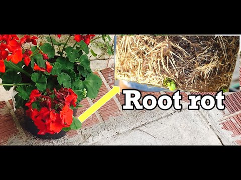 HOW TO CARE FOR & GROW GERANIUMS | PREVENT ROOT ROT!