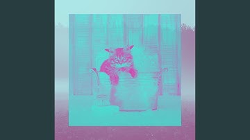 Sunny Moods for Lazy Cat Days