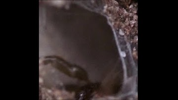 31. ͻ ә ɴ † ᴀ ᴘ ᴇ - discorder... [15.02.2017]