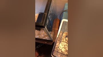 Live snake feeding (viewer discretion advised)