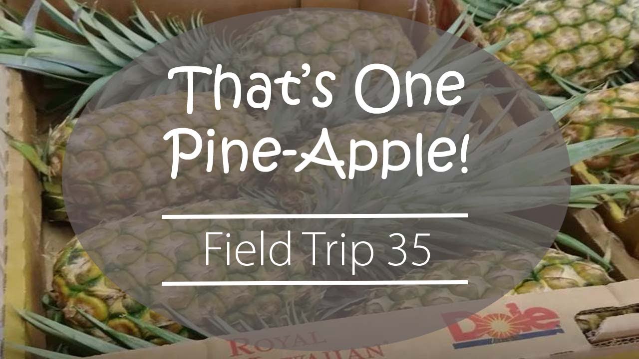Dole Plantation Pineapple Facts Oahu, Hawaii YouTube