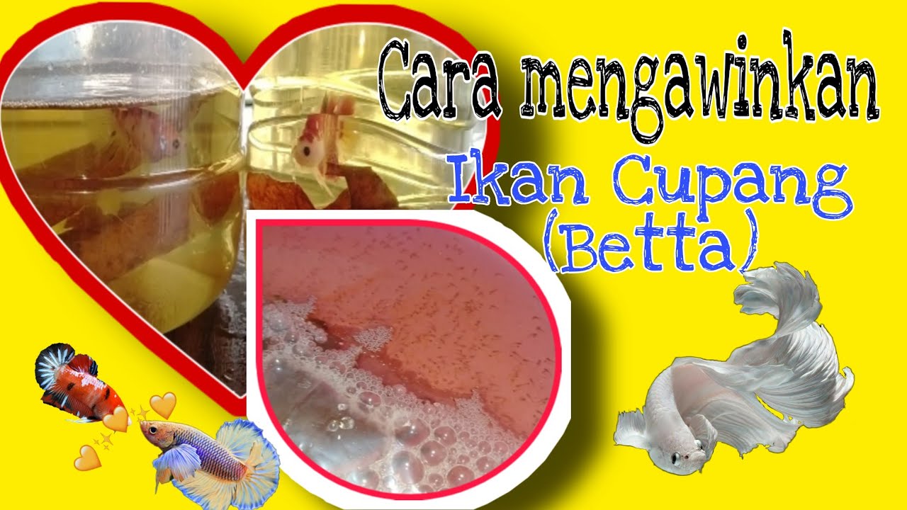 CARA MENGAWINKAN IKAN CUPANG_PETERNAK CUPANG PEMULA 