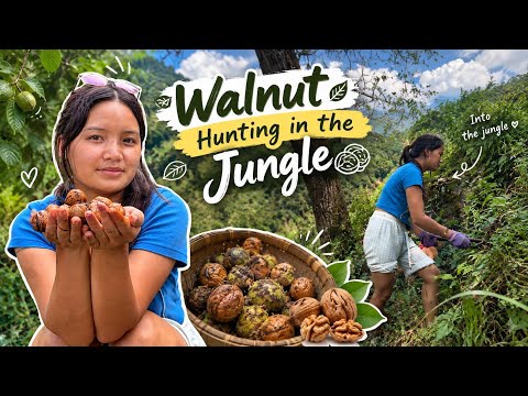 We Went Deep Into the Jungle for Walnuts! 🌿🥜 | Sikkim Vlog