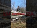 Ho ABBATTUTO un ALBERO di 20 METRI