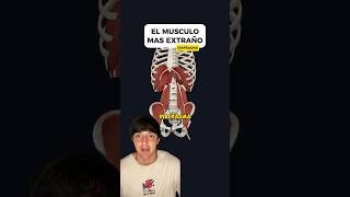 The strangest muscle: the diaphragm The strangest muscle: the diaphragm