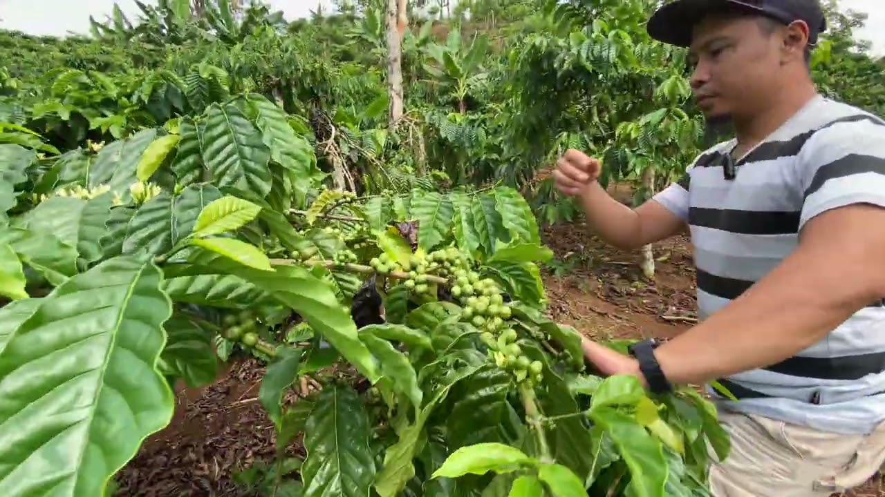 🔴Review kebun kopi robusta milik ||  Bp suroso|| bersama bapa kardi❗️