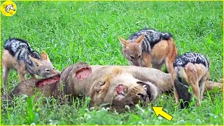 20 Brutal Moments When Jackals Hunt Relentlessly Caught On Camera ! by The Horse  4,548 views 4 weeks ago 12 minutes, 53 seconds
