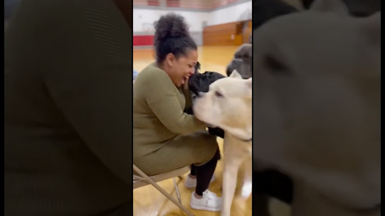 These Loyal Dogs Find Their Person - Dogs Choose Their Person Event