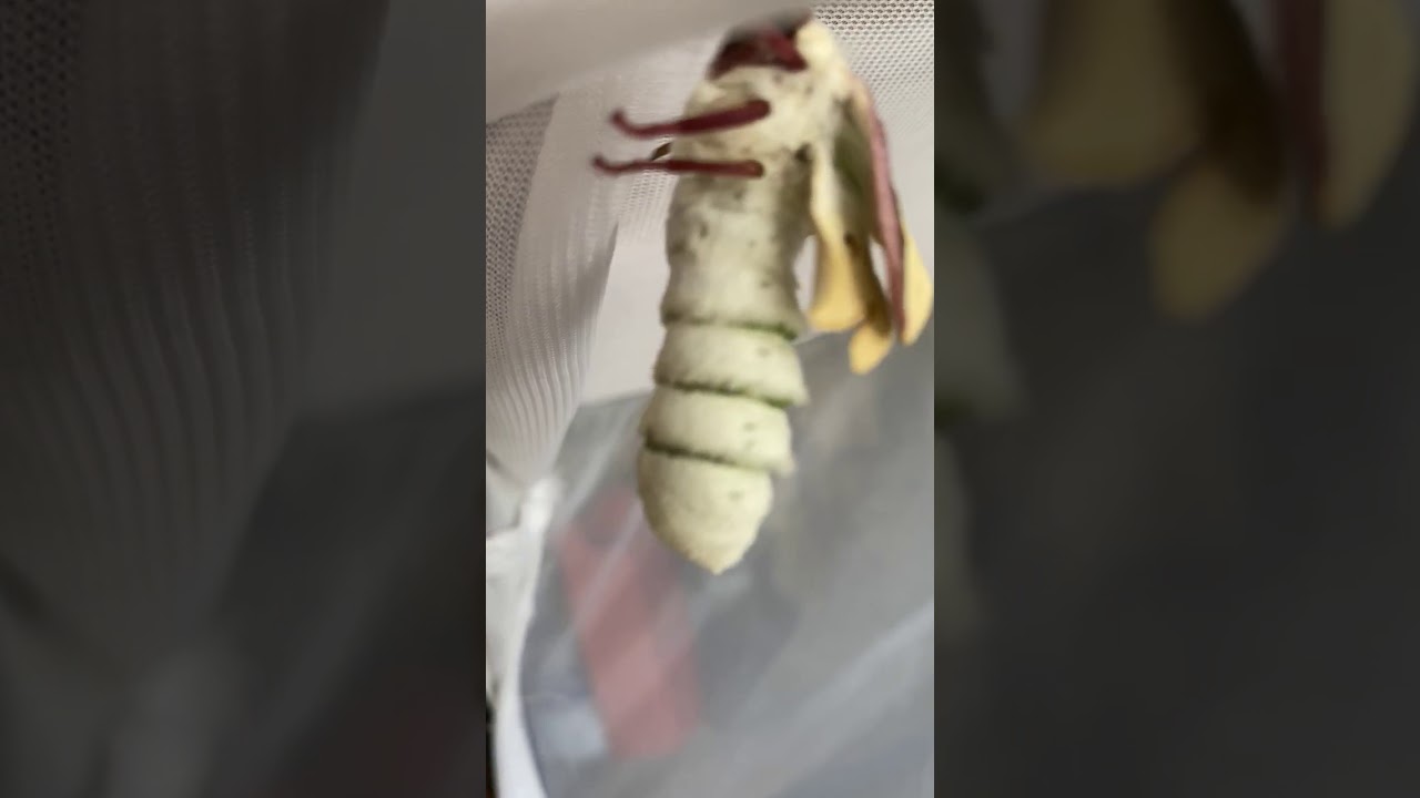 Luna Moth Emerging From Cocoon Youtube