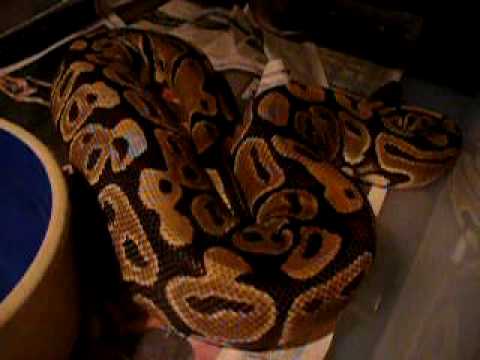 Another Ball Python Ovulation