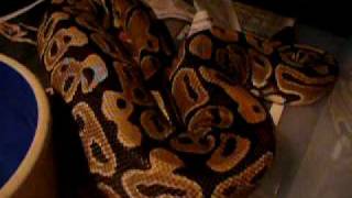 Another Ball Python Ovulation