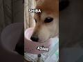 柴犬のASMR💛Shiba Sounds ASMR💛 #柴犬 #shibainu #shiba #asmr #eating