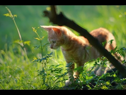 Video: Iekštelpu Dzīve Pret Kaķu āra Dzīvi