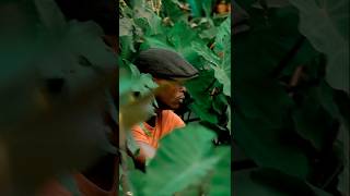 It Is Finished  shorts shortsfeed youtubeshorts kabaka