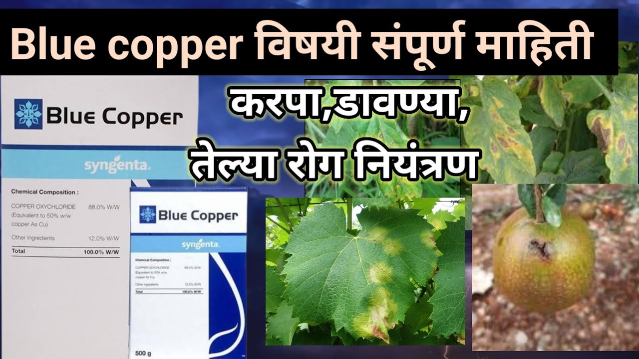 blue copper syngenta fungicideCopper Oxychloride डावण्या,तेलकट नियंत्रणAapliShetiAaplshivarD