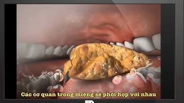 TIÊU HÓA Ở KHOANG MIỆNG