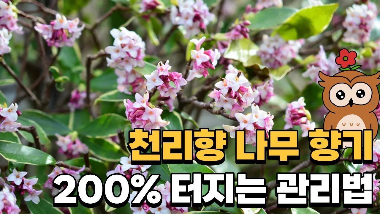 천리향, 향기 2배 더 맡는 관리법 총정리