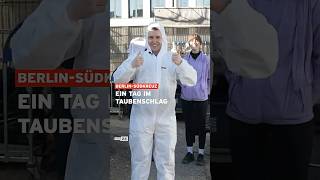 Ein Tag im Taubenschlag #shorts #explorer
