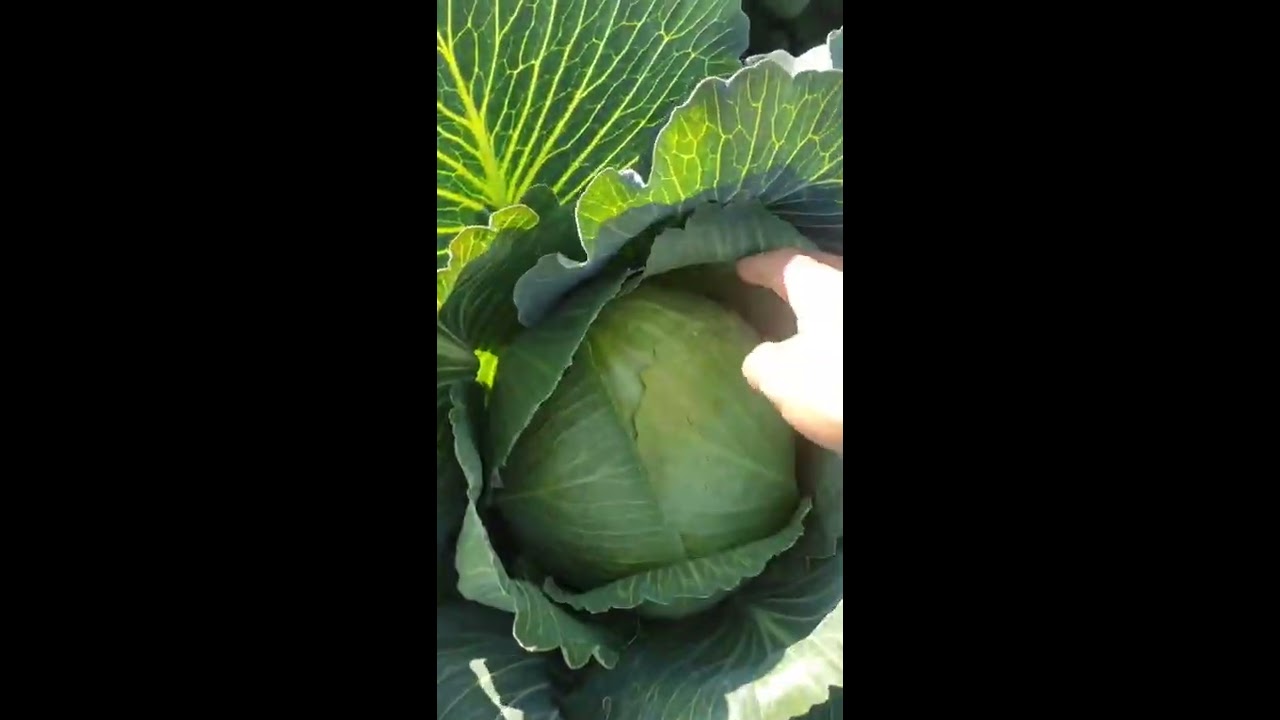 Sproba kələm hibridi (Гибрид поздней капусты Спроба Ф1, компания AZSEEDS)