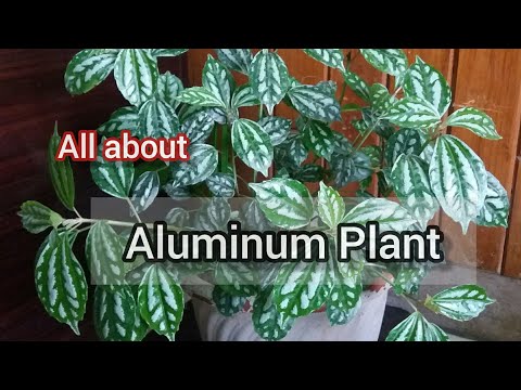 Pilea Cadierei | Aluminum Plant care tips