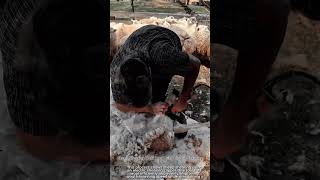 Sheep Shearing Work Tool Using Electric Shearing Clipper #worktool