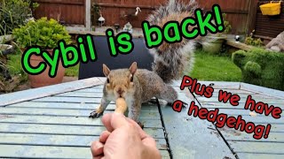 Cybil & a hedgehog! #wildlife #fox #squirrel #hedgehog #cuteanimals #viral #vlog #fyp #nightlife