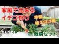 ご家庭でイチゴ狩り栽培セット Part1 準備・植え付け編