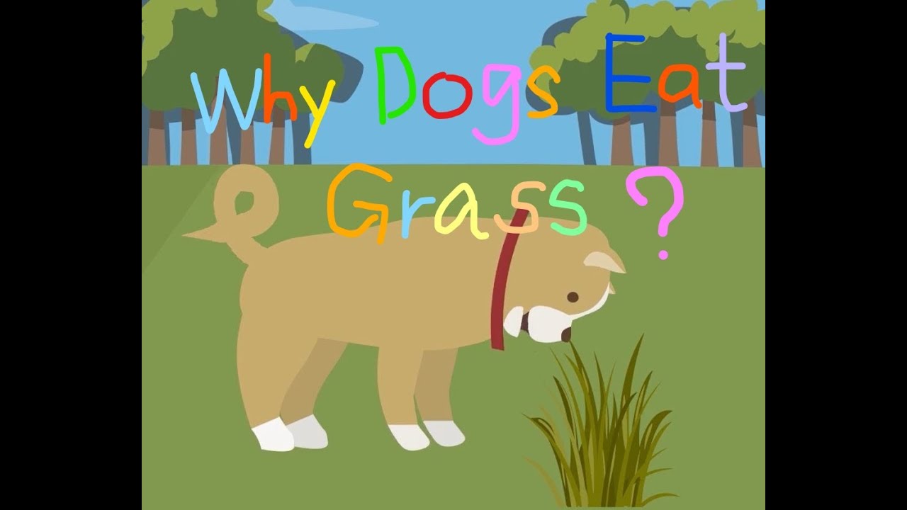 Why do dogs eat grass? YouTube