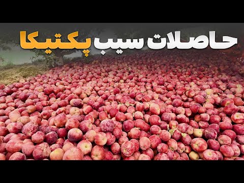 بزرگ ترین باغ سیب پکتیکا با ۲۵۰۰ درخت پ ربار حاصلات شگفت انگیز امسال