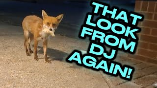 SO CUTE! 😍 #fox #wildlife #cute #fyp #viralvideo #badger #hedgehog