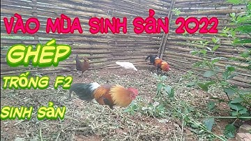 Vào mùa sinh sản ghép trống f2 sinh sản @ketnoiamme1275