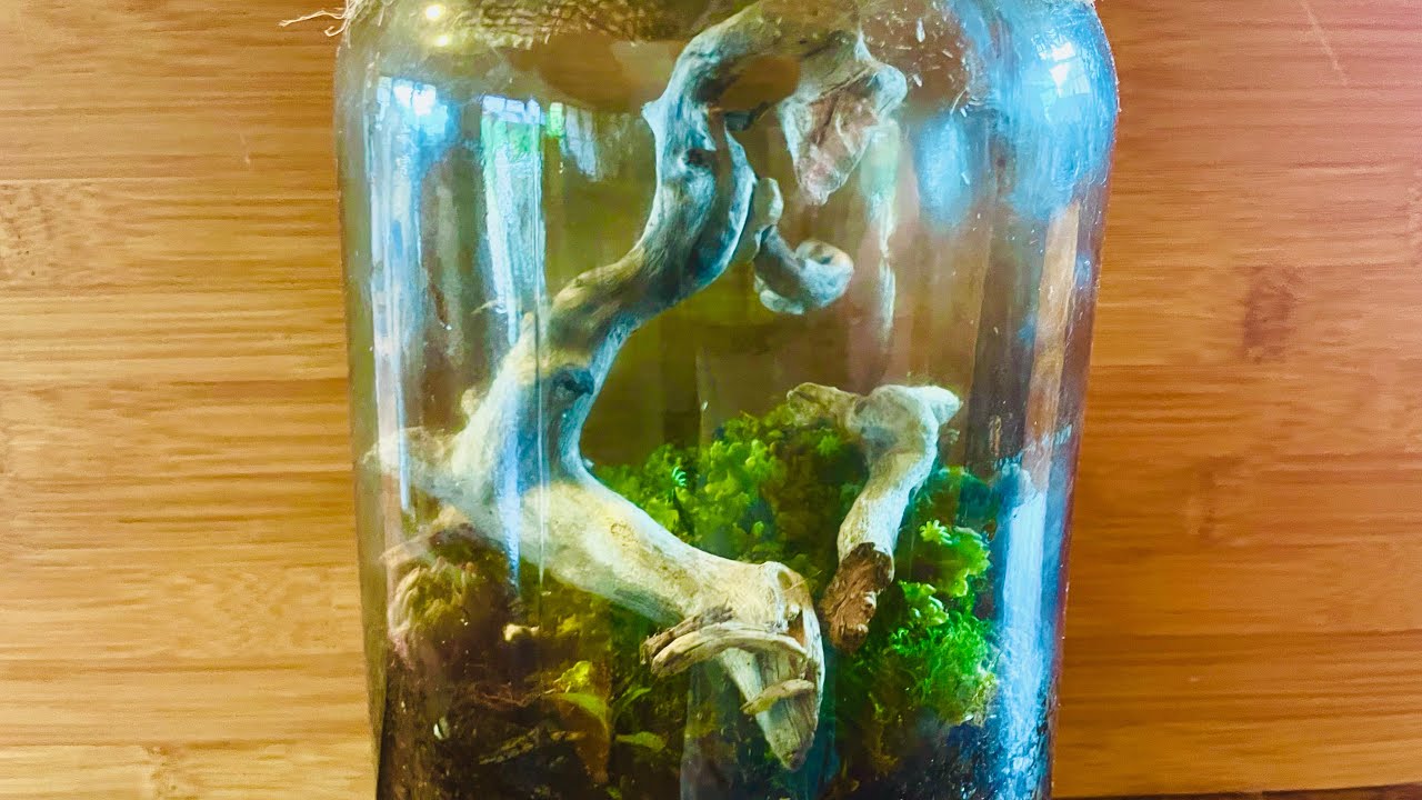 How to build a terrarium beginners guide. YouTube