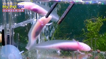 cá cảnh kỳ nhông nước ăn rất dễ thương so cute axolotl