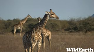 WildEarth - Sunset Safari -09 June 2023
