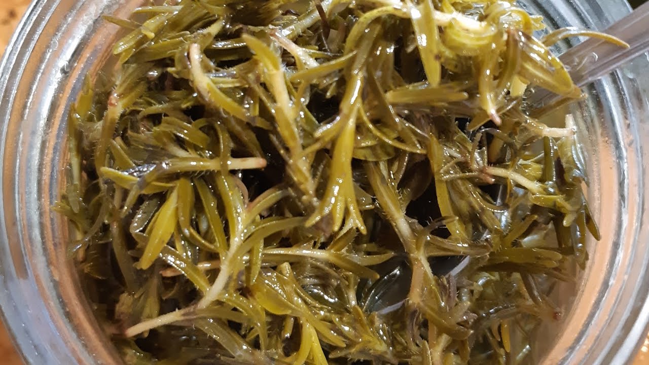 كبيس الزعتر الاخضر