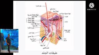 معلومات مفيده عن جسم الانسان