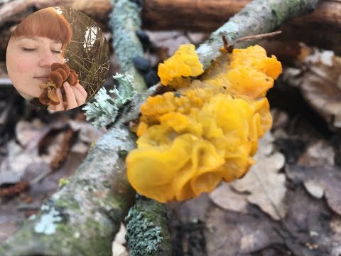 Дрожалка оранжевая - Гриб желе. Tremella mesenterica. Jelly fungus